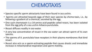 CHEMOTAXIS
• Species-specific sperm attractants have been found in sea urchin.
• Sperms are attracted towards eggs of their own species by chemo-taxis, i.e., by
following a gradient of a chemical, secreted by the egg.
• One such chemotaxin is a 14-amino acid peptide called resect, has been isolated
from the egg jelly of a sea urchin Arbacia punctulata.
• Resact diffuses readily in sea-water.
• A very low concentration of resact in the sea water can attract sperm of its own
species.
• The sperms of A. punctulata have receptors in their plasma membranes that bind
resact.
• Resact also acts as a sperm-activating peptide that causes drastic and immediate
increase in mitochondrial respiration and sperm motility.
 
