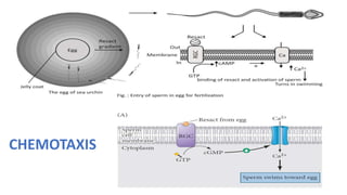 CHEMOTAXIS
 