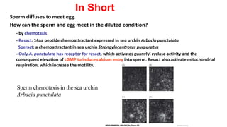 Sperm diffuses to meet egg.
How can the sperm and egg meet in the diluted condition?
- by chemotaxis
- Resact: 14aa peptide chemoattractant expressed in sea urchin Arbacia punctulata
Speract: a chemoattractant in sea urchin Strongylocentrotus purpuratus
- Only A. punctulata has receptor for resact, which activates guanylyl cyclase activity and the
consequent elevation of cGMP to induce calcium entry into sperm. Resact also activate mitochondrial
respiration, which increase the motility.
Sperm chemotaxis in the sea urchin
Arbacia punctulata
In Short
 