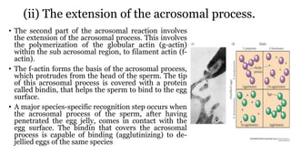 (ii) The extension of the acrosomal process.
• The second part of the acrosomal reaction involves
the extension of the acrosomal process. This involves
the polymerization of the globular actin (g-actin)
within the sub acrosomal region, to filament actin (f-
actin).
• The f-actin forms the basis of the acrosomal process,
which protrudes from the head of the sperm. The tip
of this acrosomal process is covered with a protein
called bindin, that helps the sperm to bind to the egg
surface.
• A major species-specific recognition step occurs when
the acrosomal process of the sperm, after having
penetrated the egg jelly, comes in contact with the
egg surface. The bindin that covers the acrosomal
process is capable of binding (agglutinizing) to de-
jellied eggs of the same species
 