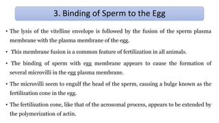 • The lysis of the vitelline envelope is followed by the fusion of the sperm plasma
membrane with the plasma membrane of the egg.
• This membrane fusion is a common feature of fertilization in all animals.
• The binding of sperm with egg membrane appears to cause the formation of
several microvilli in the egg plasma membrane.
• The microvilli seem to engulf the head of the sperm, causing a bulge known as the
fertilization cone in the egg.
• The fertilization cone, like that of the acrosomal process, appears to be extended by
the polymerization of actin.
3. Binding of Sperm to the Egg
 
