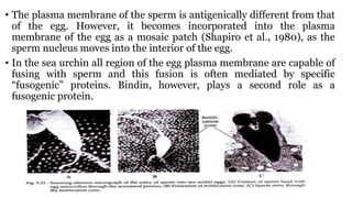 • The plasma membrane of the sperm is antigenically different from that
of the egg. However, it becomes incorporated into the plasma
membrane of the egg as a mosaic patch (Shapiro et al., 1980), as the
sperm nucleus moves into the interior of the egg.
• In the sea urchin all region of the egg plasma membrane are capable of
fusing with sperm and this fusion is often mediated by specific
“fusogenic” proteins. Bindin, however, plays a second role as a
fusogenic protein.
 