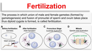 The process in which union of male and female gametes (formed by
gametogenesis) and fusion of pronuclei of sperm and ovum takes place
thus diploid zygote is formed, is called fertilization.
Fertilization
 