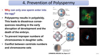 4. Prevention of Polyspermy
• Why can only one sperm enter into
the egg?
• Polyspermy results in polyploidy.
This leads to disastrous conse-
quences resulting in the early
disruption of development and the
death of the embryo.
• To prevent improper numbers of
chromosomes in daughter cells.
• Conflict between centriole numbers
and chromosome sets
 