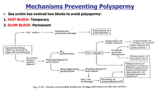 Mechanisms Preventing Polyspermy
• Sea urchin has evolved two blocks to avoid polyspermy-
1. FAST BLOCK- Temporary
2. SLOW BLOCK- Permanent
 