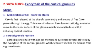 2. SLOW BLOCK- Exocytosis of the cortical granules
Steps-
1. Mobilization of Ca++ from the stores
Ca++ is first released at the site of sperm entry and a wave of free Ca++
passes through the egg. This wave of released Ca++ forces cortical granules to
move to the inner surface of the plasma membrane and to fuse with it
initiating cortical reaction.
2. Cortical granule reaction
Cortical granule fuse with egg cell membrane & release several proteins by
the exocytosis of the cortical granules which separate vitelline membrane from
egg membrane.
 
