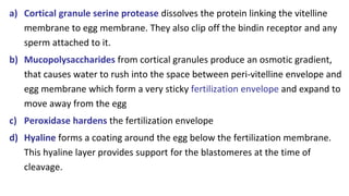 a) Cortical granule serine protease dissolves the protein linking the vitelline
membrane to egg membrane. They also clip off the bindin receptor and any
sperm attached to it.
b) Mucopolysaccharides from cortical granules produce an osmotic gradient,
that causes water to rush into the space between peri-vitelline envelope and
egg membrane which form a very sticky fertilization envelope and expand to
move away from the egg
c) Peroxidase hardens the fertilization envelope
d) Hyaline forms a coating around the egg below the fertilization membrane.
This hyaline layer provides support for the blastomeres at the time of
cleavage.
 
