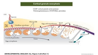 Cortical granule exocytosis
CGSP: cortical granule serine protease
TG(transglutamunases), OVOP/Dbdx; perosidase
 