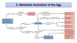 5. Metabolic Activation of the Egg
 