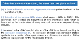 (a) A three to five fold increase in oxygen consumption (probably related to the
formation of H2O2).
(b) Activation of the enzyme NAD+ kinase which converts NAD+ to NADP+. This
conversion may facilitate the biosynthesis of new membrane lipids, which is
important in the construction of many new cell membranes required during
cleavage.
(c) A second influx of Na+ coupled with an efflux of H+ from the cell, resulting in
the increase of intracellular pH. This increase of pH leads to an increase in protein
synthesis, the activation of transport systems and ultimately the initiation of DNA
synthesis, in preparation for the first cleavage division.
Other than the cortical reaction, the events that take place include:
 