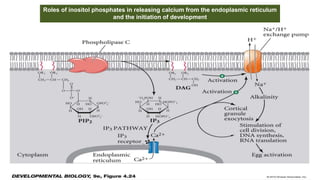 Roles of inositol phosphates in releasing calcium from the endoplasmic reticulum
and the initiation of development
 