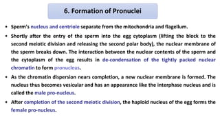 • Sperm’s nucleus and centriole separate from the mitochondria and flagellum.
• Shortly after the entry of the sperm into the egg cytoplasm (lifting the block to the
second meiotic division and releasing the second polar body), the nuclear membrane of
the sperm breaks down. The interaction between the nuclear contents of the sperm and
the cytoplasm of the egg results in de-condensation of the tightly packed nuclear
chromatin to form pronucleus.
• As the chromatin dispersion nears completion, a new nuclear membrane is formed. The
nucleus thus becomes vesicular and has an appearance like the interphase nucleus and is
called the male pro-nucleus.
• After completion of the second meiotic division, the haploid nucleus of the egg forms the
female pro-nucleus.
6. Formation of Pronuclei
 