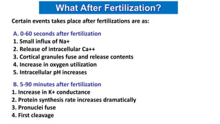 Certain events takes place after fertilizations are as:
A. 0-60 seconds after fertilization
1. Small influx of Na+
2. Release of intracellular Ca++
3. Cortical granules fuse and release contents
4. Increase in oxygen utilization
5. Intracellular pH increases
B. 5-90 minutes after fertilization
1. Increase in K+ conductance
2. Protein synthesis rate increases dramatically
3. Pronuclei fuse
4. First cleavage
 