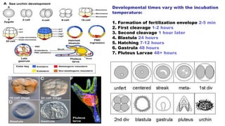 Developmental times vary with the incubation
temperature:
1. Formation of fertilization envelope 2-5 min
2. First cleavage 1-2 hours
3. Second cleavage 1 hour later
4. Blastula 24 hours
5. Hatching 7-12 hours
6. Gastrula 48 hours
7. Pluteus Larvae 48+ hours
 