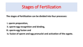 Stages of Fertilization
The stages of fertilization can be divided into four processes:
i. sperm preparation,
ii. sperm-egg recognition and binding,
iii. sperm-egg fusion and
iv. fusion of sperm and egg pronuclei and activation of the zygote.
 