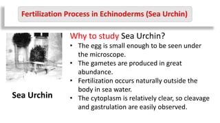 Fertilization Process in Echinoderms (Sea Urchin)
Why to study Sea Urchin?
• The egg is small enough to be seen under
the microscope.
• The gametes are produced in great
abundance.
• Fertilization occurs naturally outside the
body in sea water.
• The cytoplasm is relatively clear, so cleavage
and gastrulation are easily observed.
Sea Urchin
 