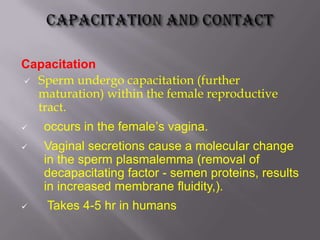 Capacitation
 Sperm undergo capacitation (further
maturation) within the female reproductive
tract.
 occurs in the female’s vagina.
 Vaginal secretions cause a molecular change
in the sperm plasmalemma (removal of
decapacitating factor - semen proteins, results
in increased membrane fluidity,).
 Takes 4-5 hr in humans
 