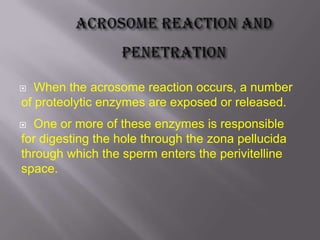  When the acrosome reaction occurs, a number
of proteolytic enzymes are exposed or released.
 One or more of these enzymes is responsible
for digesting the hole through the zona pellucida
through which the sperm enters the perivitelline
space.
 