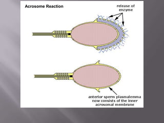 Acrosome Reaction
 