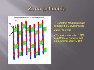 Found that zona pellucida is
composed of 3 glycoproteins
ZP1, ZP2, ZP3
Repeating subunits of ZP2
and ZP3 form filaments that
are bound together by ZP1
 