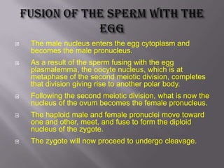  The male nucleus enters the egg cytoplasm and
becomes the male pronucleus.
 As a result of the sperm fusing with the egg
plasmalemma, the oocyte nucleus, which is at
metaphase of the second meiotic division, completes
that division giving rise to another polar body.
 Following the second meiotic division, what is now the
nucleus of the ovum becomes the female pronucleus.
 The haploid male and female pronuclei move toward
one and other, meet, and fuse to form the diploid
nucleus of the zygote.
 The zygote will now proceed to undergo cleavage.
 