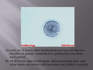 As early as 12 hours after fertilization you can see the two
bundles of genetic material (two pronuclei), one from
each parent.
By 18-20 hours after fertilization, these pronuclei fuse, and
what starts out as two cells becomes one (called a zygote)
 