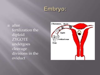  after
fertilization the
diploid
ZYGOTE
undergoes
cleavage
divisions in the
oviduct
 