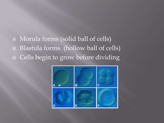  Morula forms (solid ball of cells)
 Blastula forms (hollow ball of cells)
 Cells begin to grow before dividing
 