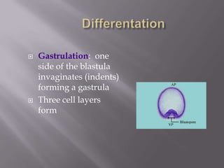  Gastrulation: one
side of the blastula
invaginates (indents)
forming a gastrula
 Three cell layers
form
 