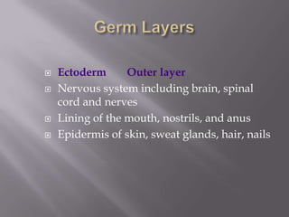  Ectoderm Outer layer
 Nervous system including brain, spinal
cord and nerves
 Lining of the mouth, nostrils, and anus
 Epidermis of skin, sweat glands, hair, nails
 