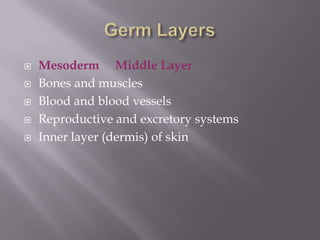  Mesoderm Middle Layer
 Bones and muscles
 Blood and blood vessels
 Reproductive and excretory systems
 Inner layer (dermis) of skin
 