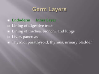  Endoderm Inner Layer
 Lining of digestive tract
 Lining of trachea, bronchi, and lungs
 Liver, pancreas
 Thyroid, parathyroid, thymus, urinary bladder
 