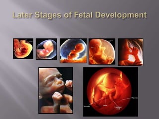 fertilizationnotes-140122140506-phpapp02.pdf
