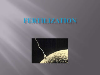 Fertilization notes