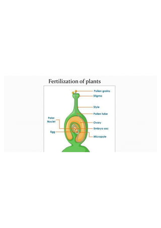 Fertilization and parthenocarphy