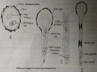 Fertilization of angiospermic plant | PPTX