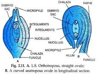 Fertilization of angiospermic plant | PPTX
