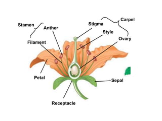 Fertilization of angiospermic plant | PPTX