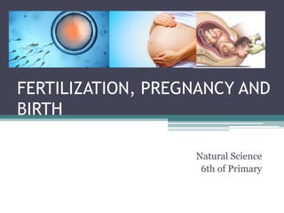 FERTILIZATION, PREGNANCY AND
BIRTH
Natural Science
6th of Primary
 