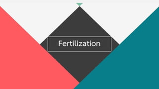 Fertilization
 
