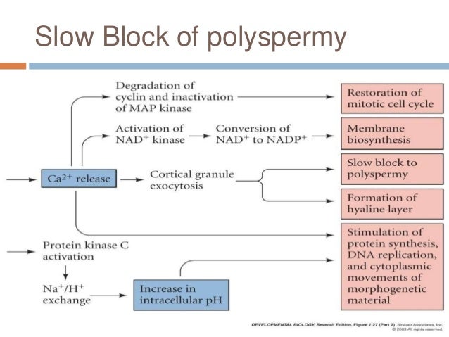 Fertilization process Fertilization process