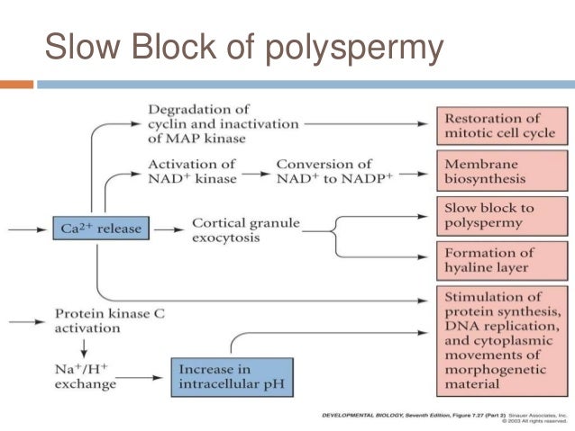 Fertilization process