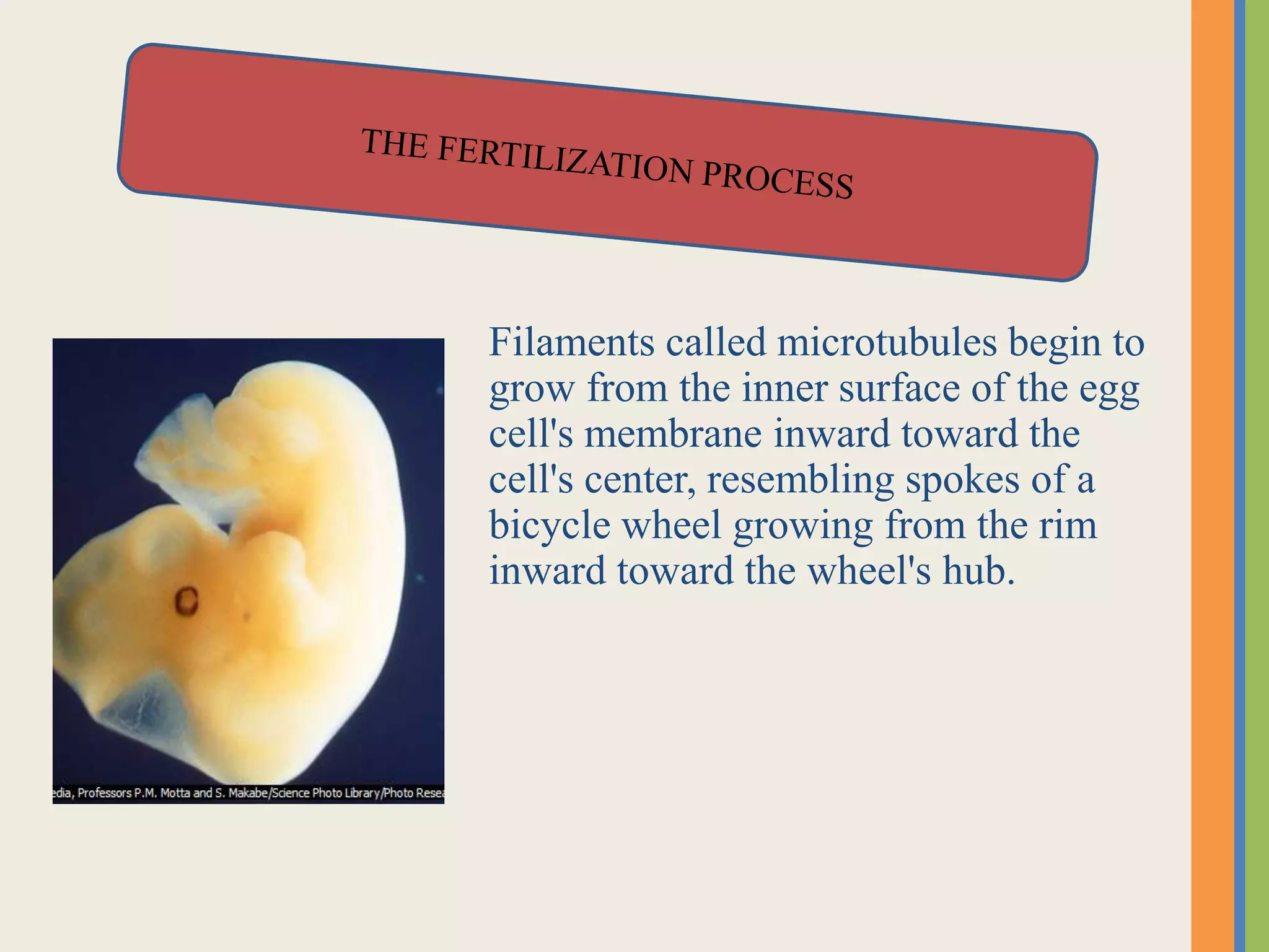 Filaments called microtubules begin to
grow from the inner surface of the egg
cell's membrane inward toward the
cell's center, resembling spokes of a
bicycle wheel growing from the rim
inward toward the wheel's hub.
 