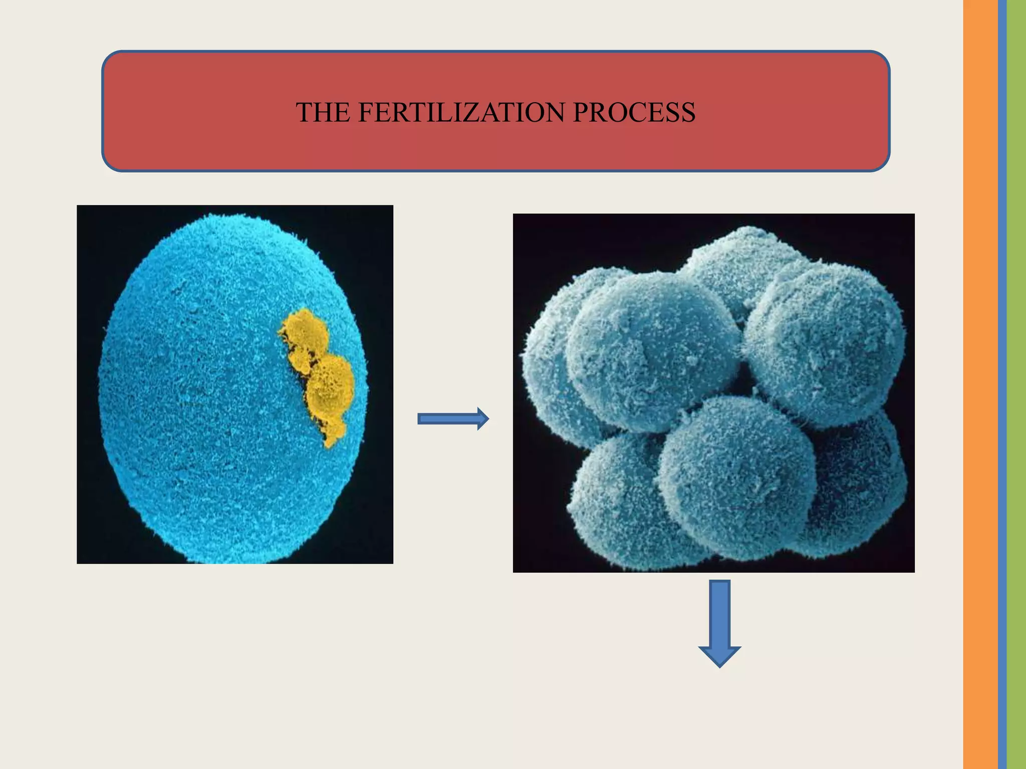 THE FERTILIZATION PROCESS
 
