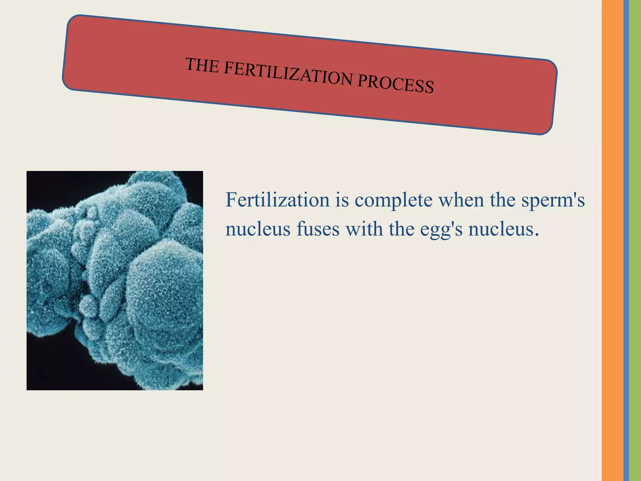 Fertilization is complete when the sperm's
nucleus fuses with the egg's nucleus.
 