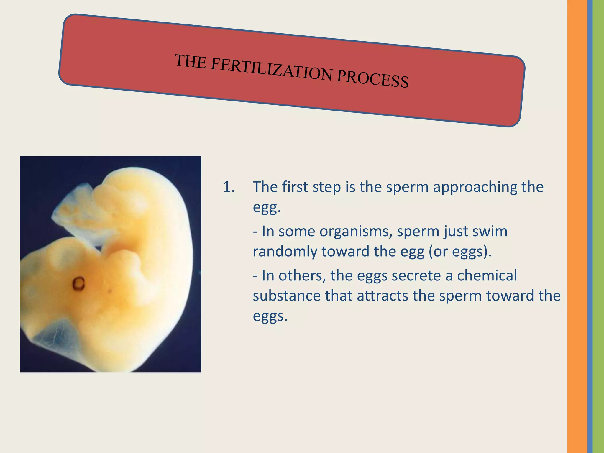 1. The first step is the sperm approaching the
egg.
- In some organisms, sperm just swim
randomly toward the egg (or eggs).
- In others, the eggs secrete a chemical
substance that attracts the sperm toward the
eggs.
 
