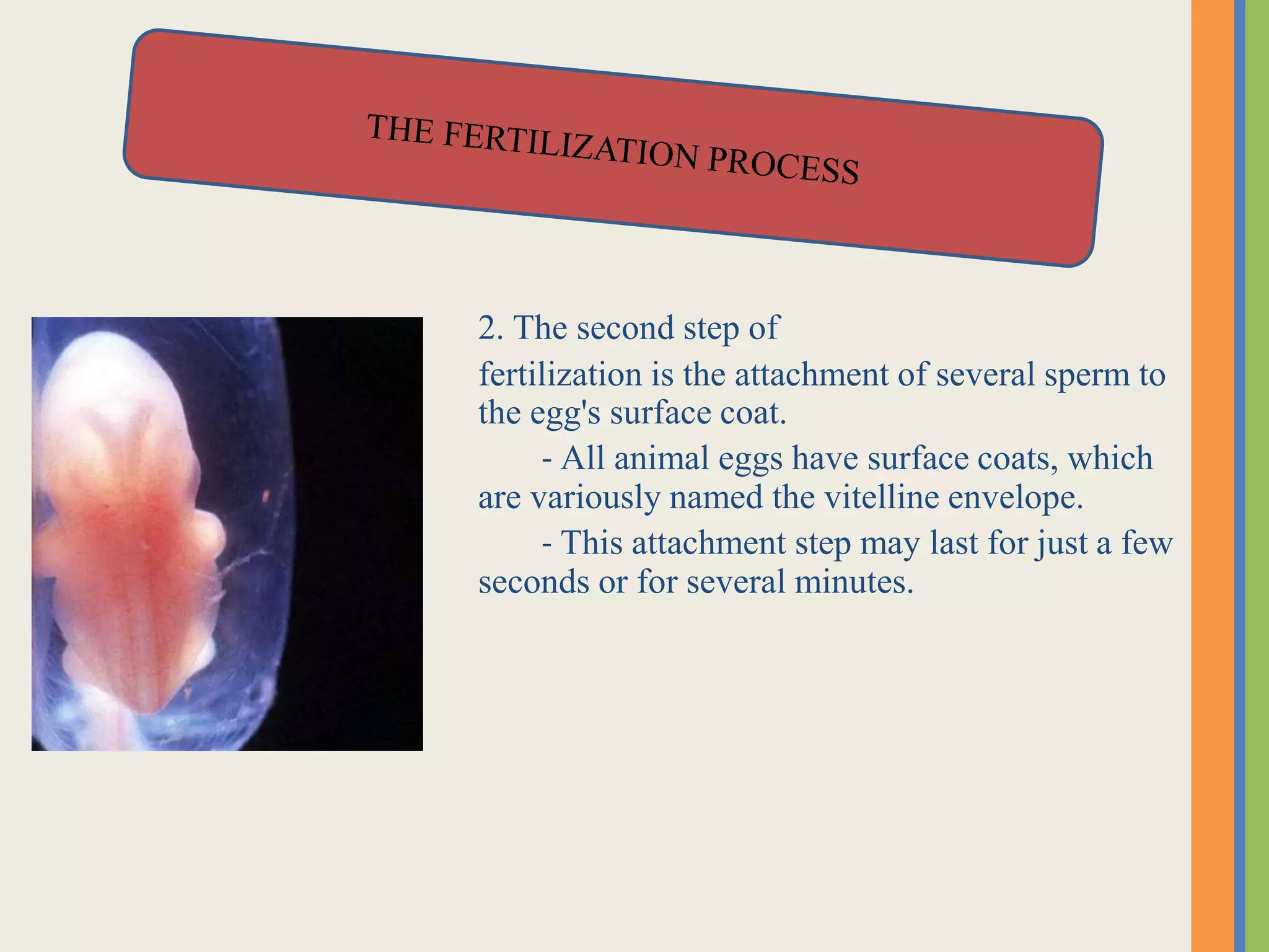 2. The second step of
fertilization is the attachment of several sperm to
the egg's surface coat.
- All animal eggs have surface coats, which
are variously named the vitelline envelope.
- This attachment step may last for just a few
seconds or for several minutes.
 