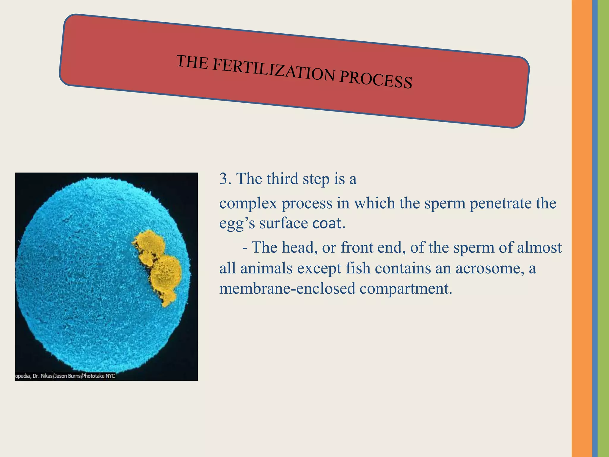 3. The third step is a
complex process in which the sperm penetrate the
egg’s surface coat.
- The head, or front end, of the sperm of almost
all animals except fish contains an acrosome, a
membrane-enclosed compartment.
 