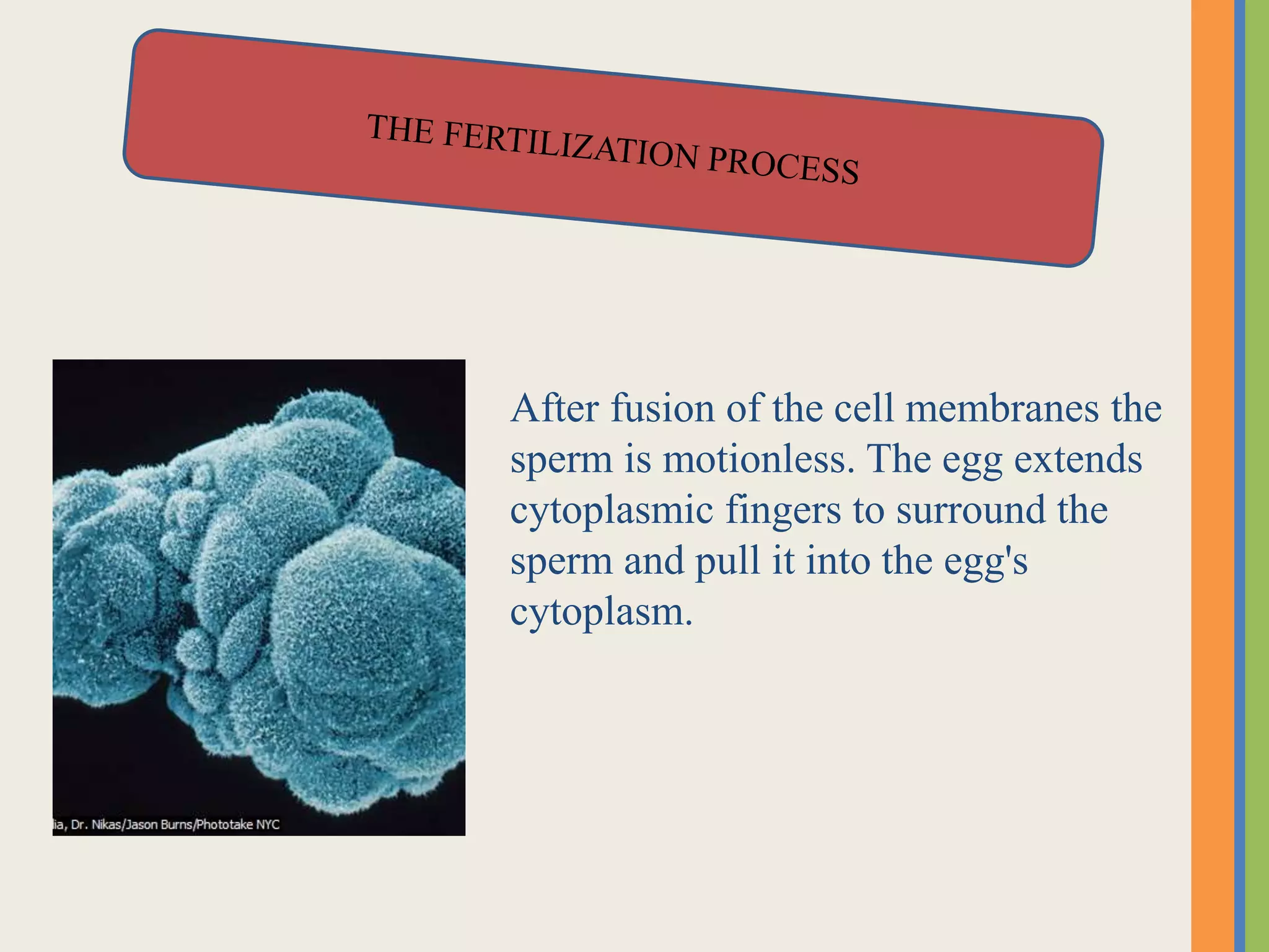 After fusion of the cell membranes the
sperm is motionless. The egg extends
cytoplasmic fingers to surround the
sperm and pull it into the egg's
cytoplasm.
 