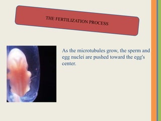 As the microtubules grow, the sperm and
egg nuclei are pushed toward the egg's
center.
 